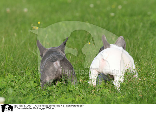 2 Franzsische Bulldogge Welpen / 2 French Bulldog Puppies / SS-37069