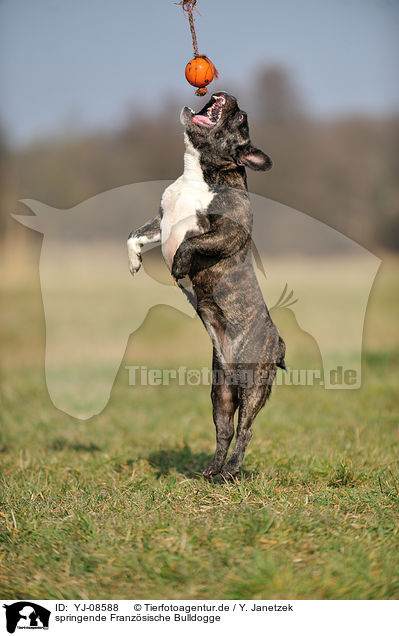 springende Franzsische Bulldogge / jumping French Bulldog / YJ-08588
