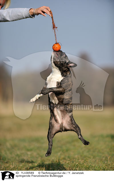springende Franzsische Bulldogge / jumping French Bulldog / YJ-08589