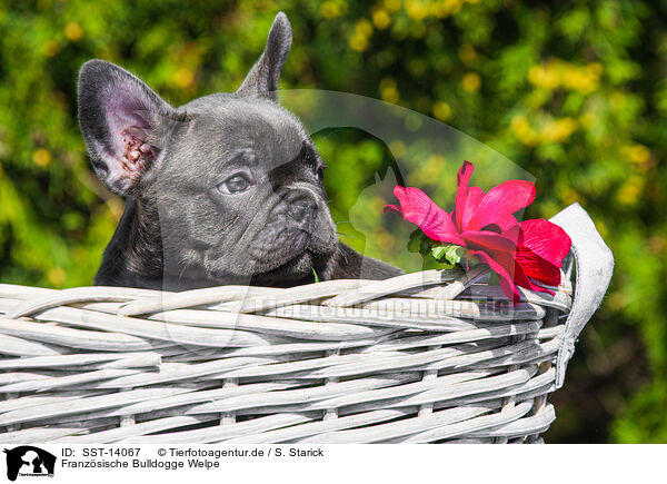 Franzsische Bulldogge Welpe / French Bulldog Puppy / SST-14067