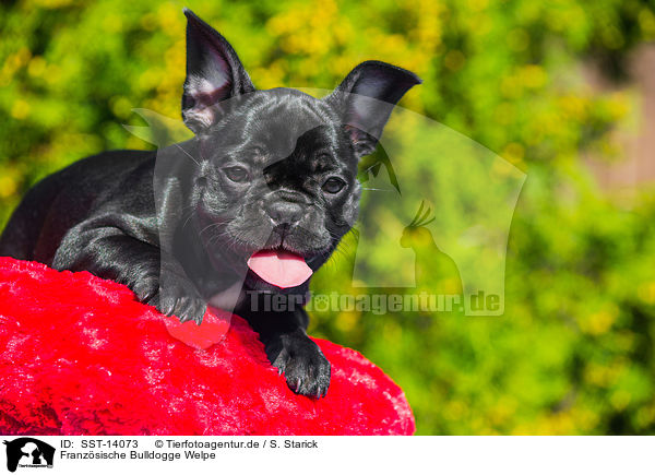 Franzsische Bulldogge Welpe / French Bulldog Puppy / SST-14073