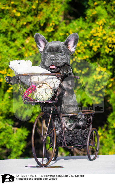 Franzsische Bulldogge Welpe / French Bulldog Puppy / SST-14076