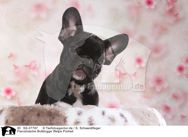 Franzsische Bulldogge Welpe Portrait / French Bulldog Puppy Portrait / SS-37797