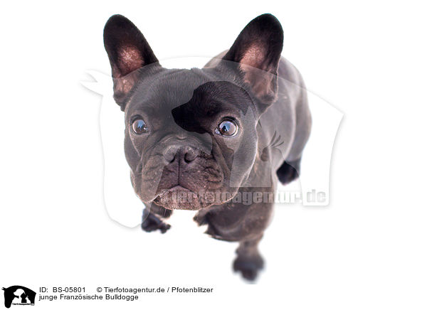 junge Franz�sische Bulldogge / young French Bulldog / BS-05801