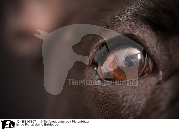 junge Franz�sische Bulldogge / young French Bulldog / BS-05807