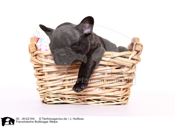 Franzsische Bulldogge Welpe / French Bulldog Puppy / JH-22164