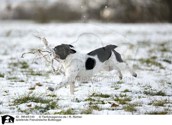 spielende Franzsische Bulldogge / playing French Bulldog / RR-65140