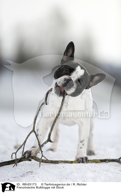 Franzsische Bulldogge mit Stock / French Bulldog with stick / RR-65173