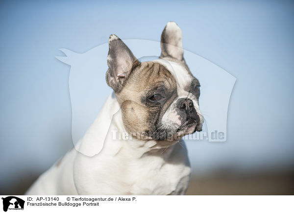 Franzsische Bulldogge Portrait / AP-13140