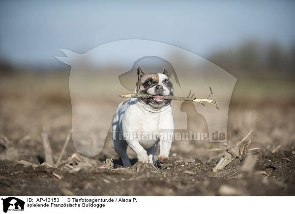 spielende Franzsische Bulldogge / playing French Bulldog / AP-13153