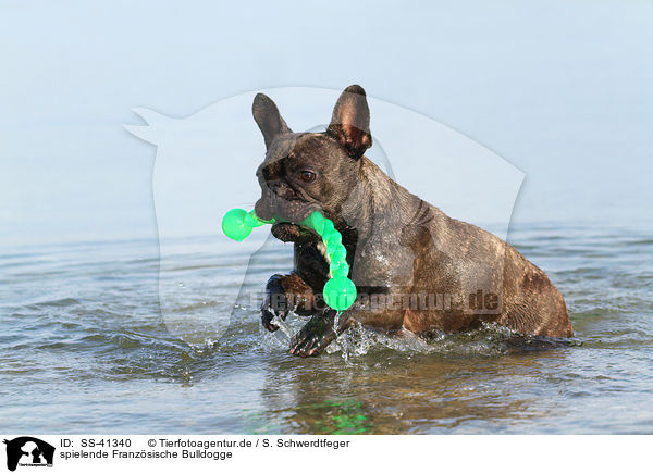 spielende Franzsische Bulldogge / playing French Bulldog / SS-41340