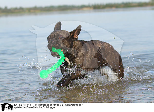 spielende Franzsische Bulldogge / playing French Bulldog / SS-41344