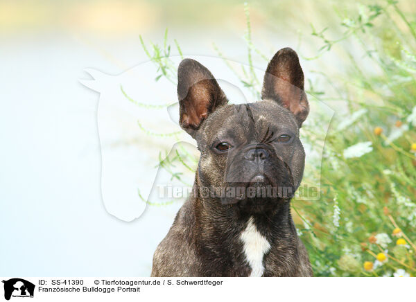 Franzsische Bulldogge Portrait / French Bulldog Portrait / SS-41390
