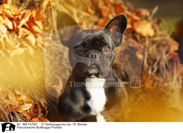Franzsische Bulldogge Portrait / RR-74795