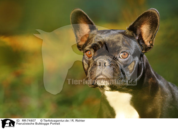 Franzsische Bulldogge Portrait / RR-74807