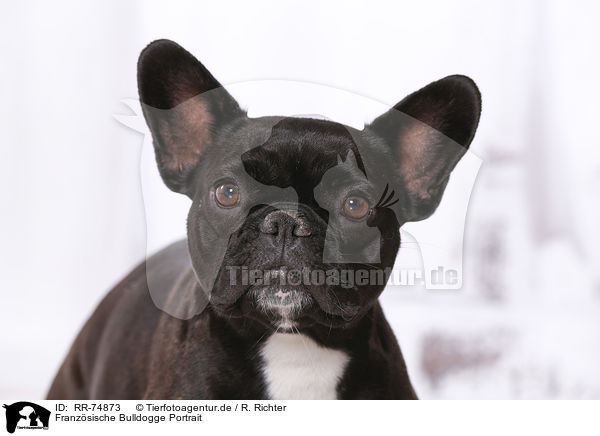 Franzsische Bulldogge Portrait / RR-74873