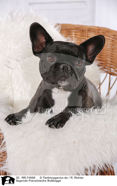 liegende Franzsische Bulldogge / lying French Bulldog / RR-74896