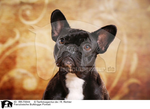 Franzsische Bulldogge Portrait / RR-75644