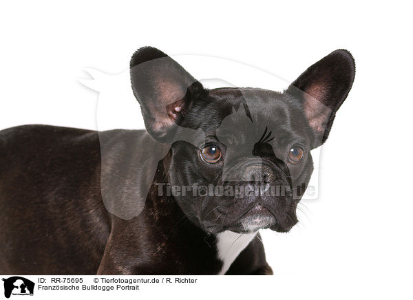 Franzsische Bulldogge Portrait / RR-75695
