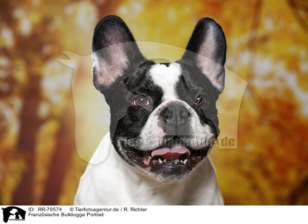 Franzsische Bulldogge Portrait / French Bulldog Portrait / RR-79574
