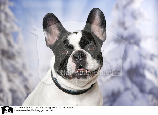 Franzsische Bulldogge Portrait / French Bulldog Portrait / RR-79623