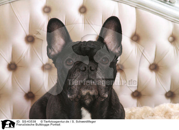 Franzsische Bulldogge Portrait / SS-43538