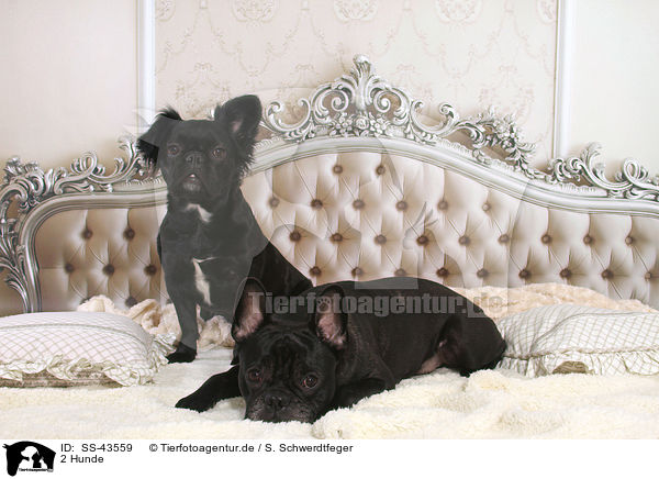 2 Hunde / 2 dogs / SS-43559