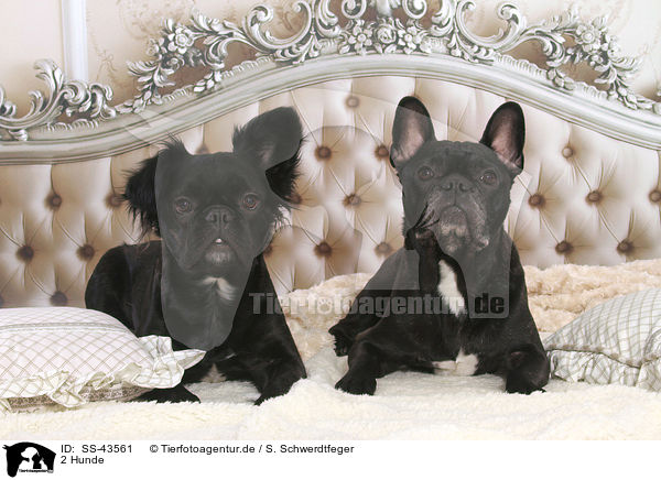 2 Hunde / 2 dogs / SS-43561