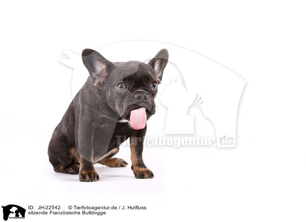 sitzende Franzsische Bulldogge / JH-22542