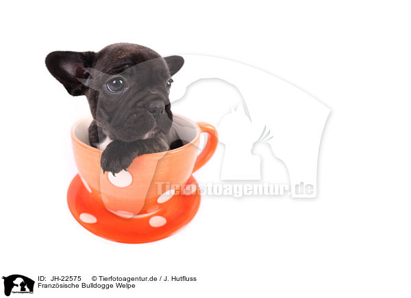 Franzsische Bulldogge Welpe / JH-22575