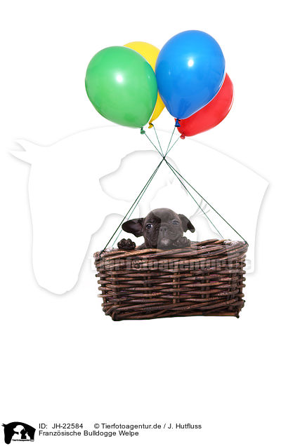 Franzsische Bulldogge Welpe / JH-22584