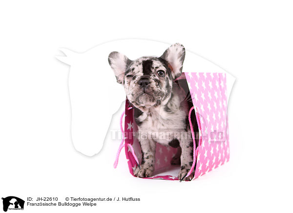 Franzsische Bulldogge Welpe / French Bulldog Puppy / JH-22610