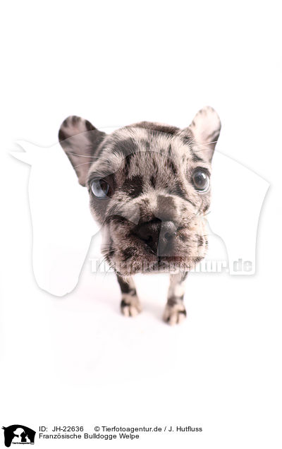 Franzsische Bulldogge Welpe / JH-22636