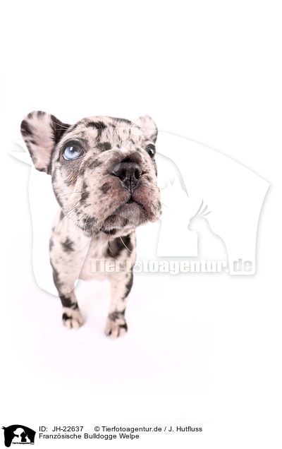 Franzsische Bulldogge Welpe / JH-22637