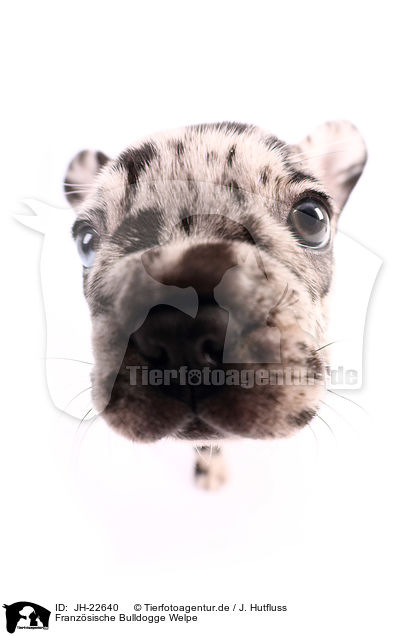Franzsische Bulldogge Welpe / JH-22640
