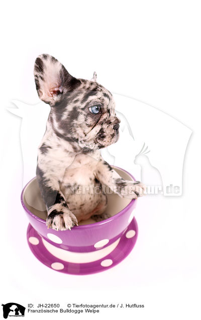 Franzsische Bulldogge Welpe / JH-22650