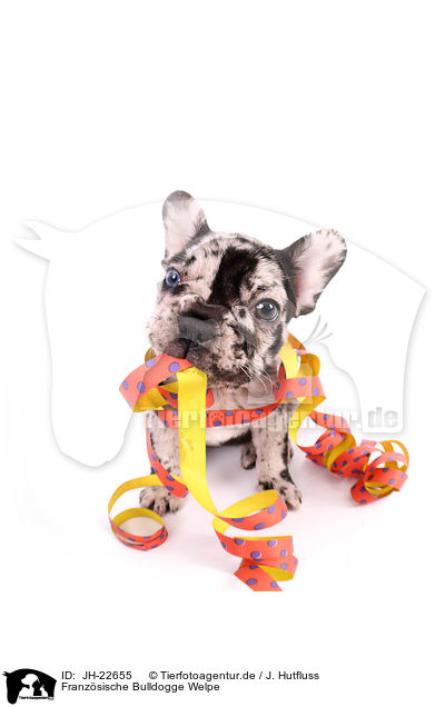 Franzsische Bulldogge Welpe / French Bulldog Puppy / JH-22655