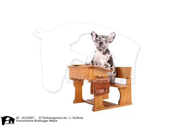 Franzsische Bulldogge Welpe / JH-22667