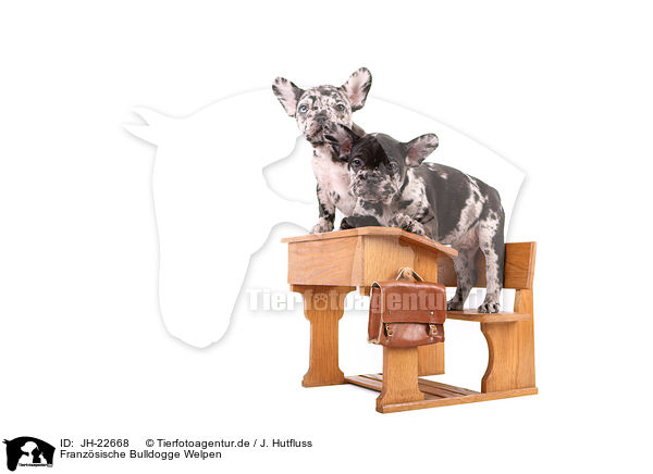 Franzsische Bulldogge Welpen / JH-22668