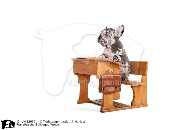 Franzsische Bulldogge Welpe / JH-22669
