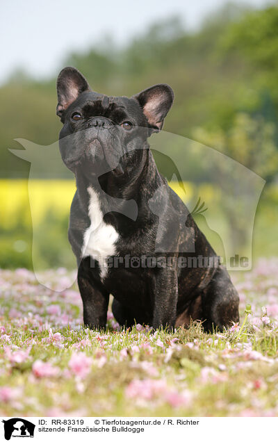 sitzende Franzsische Bulldogge / RR-83319