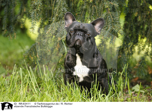 sitzende Franz�sische Bulldogge / sitting French Bulldog / RR-83411