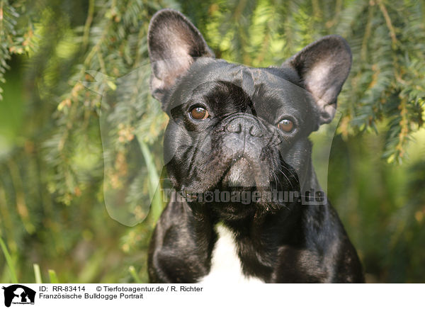 Franz�sische Bulldogge Portrait / French Bulldog Portrait / RR-83414