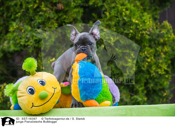 junge Franzsische Bulldogge / young French Bulldog / SST-16397