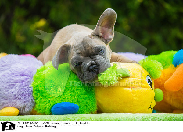 junge Franzsische Bulldogge / young French Bulldog / SST-16402