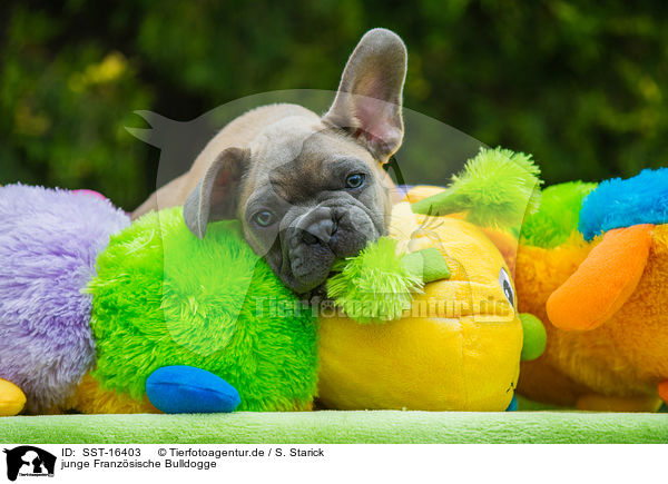 junge Franzsische Bulldogge / young French Bulldog / SST-16403