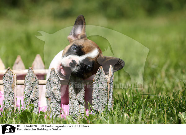 Franz�sische Bulldogge Welpe / French Bulldog Puppy / JH-24678