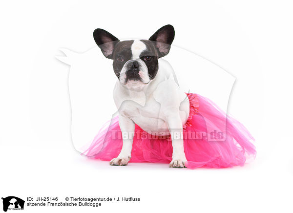 sitzende Franzsische Bulldogge / sitting French Bulldog / JH-25146