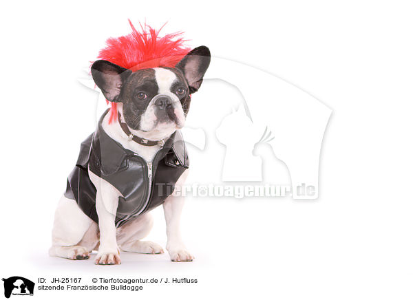 sitzende Franzsische Bulldogge / JH-25167