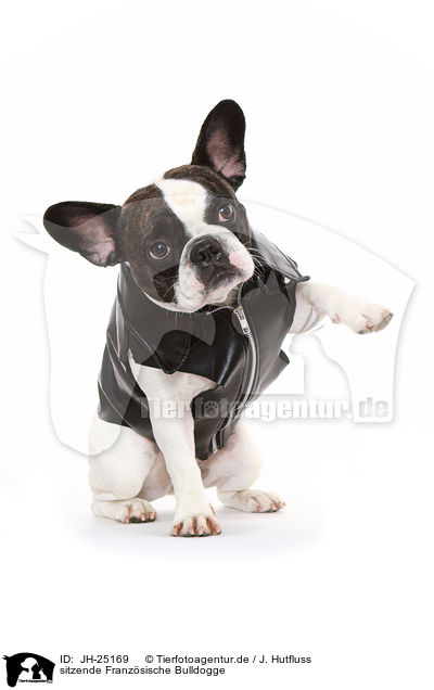 sitzende Franzsische Bulldogge / sitting French Bulldog / JH-25169